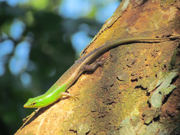 Emerald Green Tree Skink | Project Noah