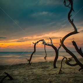 Woods on Sunset by Ronen Rosenblatt - Landscapes Sunsets & Sunrises