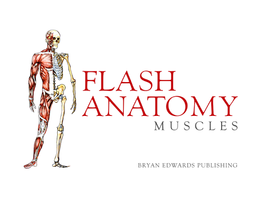 Flash Anatomy Muscles - Free