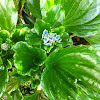 Chatham Island Forget-me-not