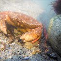Red Rock Crab