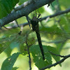 Swamp Darner dragonfly (female)