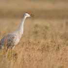 Sandhill Crane