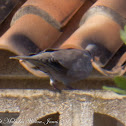 Collared Dove; Tórtola Turca