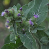 Common Burdock