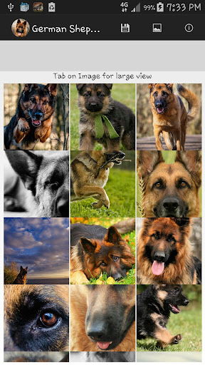 German Shepherd Wallpaper 2015