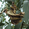 Spiral gall cluster