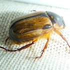 Chafer Scarab