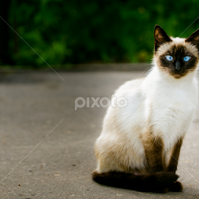 hello there! by Dinal Jay - Animals - Cats Portraits