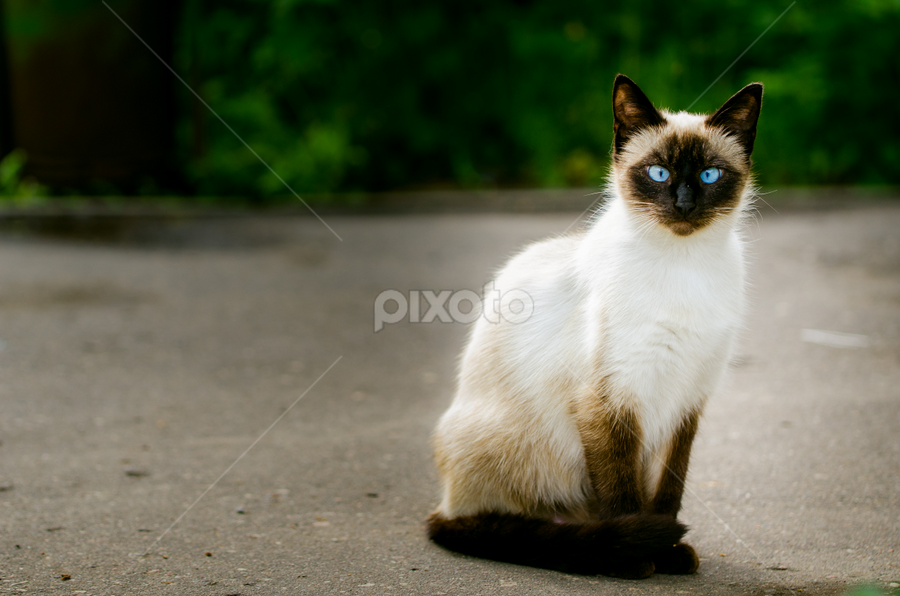 hello there! by Dinal Jay - Animals - Cats Portraits