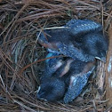 Eastern bluebird nestlings 