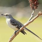 Northern Mockingbird