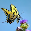 Two-Tailed Tiger Swallowtail