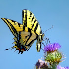Two-Tailed Tiger Swallowtail