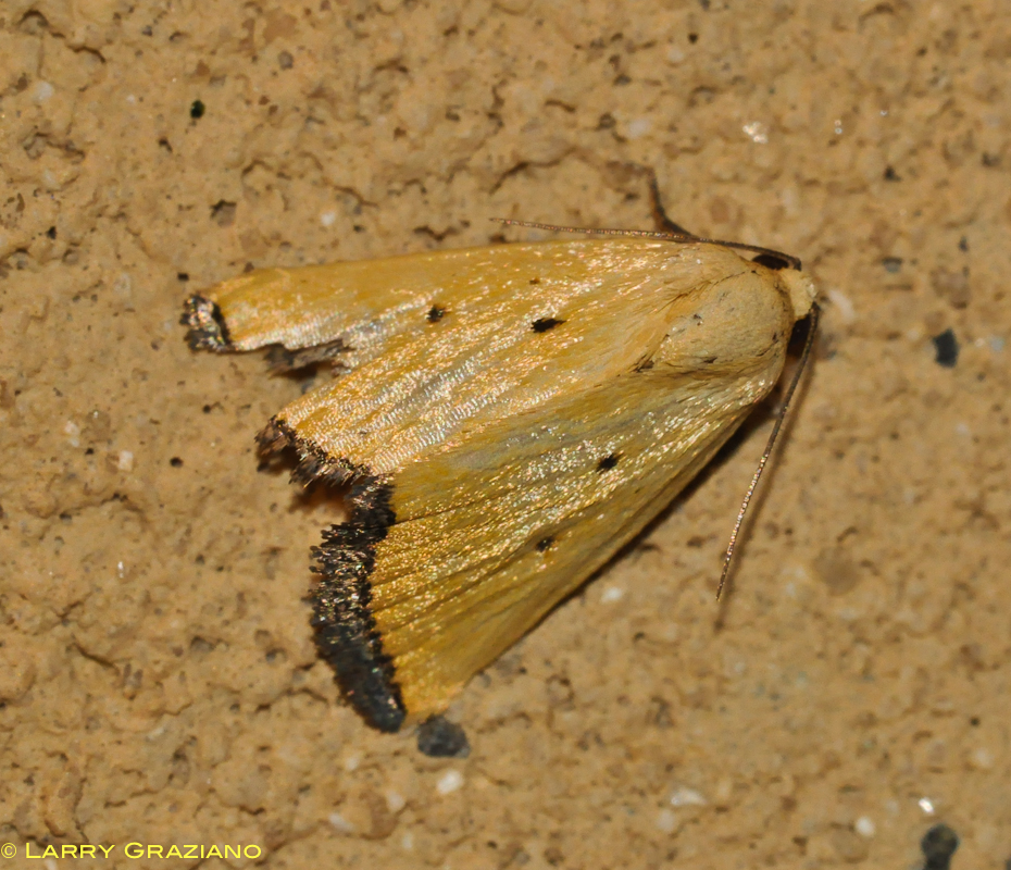 Black-bordered Lemon Moth