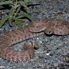 Western Diamondback Rattlesnake