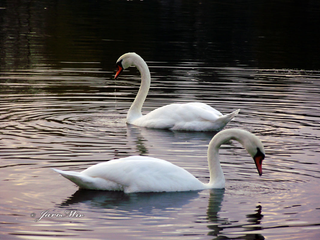 Mute Swan, Łabędź niemy