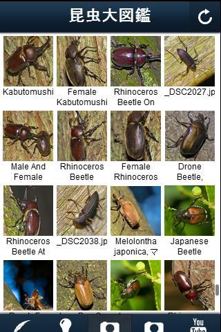 World of Insects Screen 3