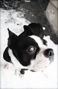 How to mod Boston Terrier Puzzle Game 1.0 mod apk for android