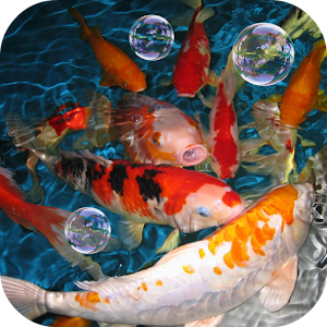 Download Koi Live Wallpaper For PC Windows and Mac