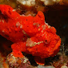 RED Clown Frog Fish