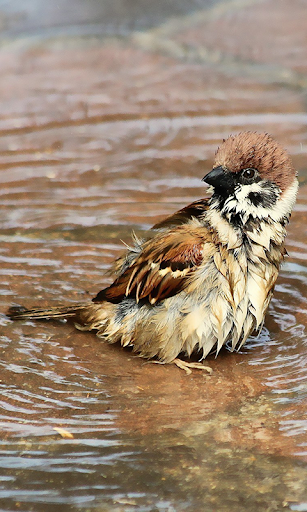 Funny Wet Birds at rain LWP