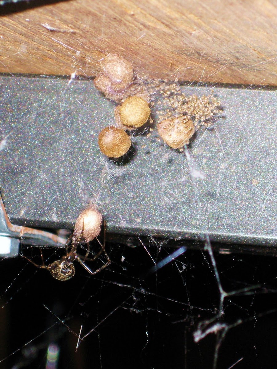 American House Spider with spiderlings