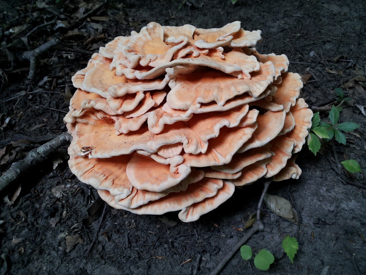 chicken mushroom