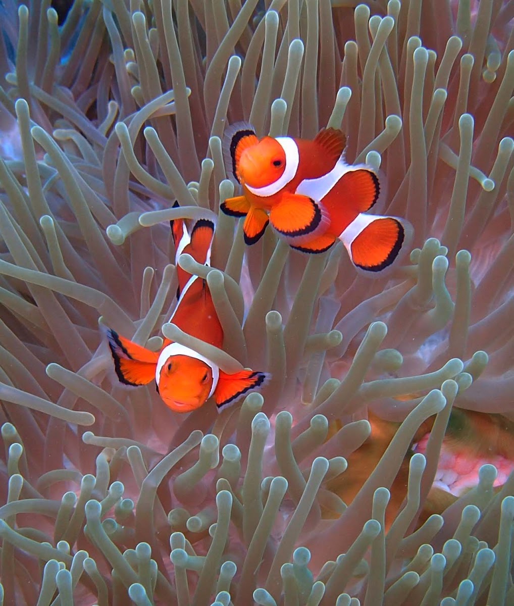 Ocellaris Clownfish Project Noah