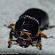 Beetle with parasitic mites