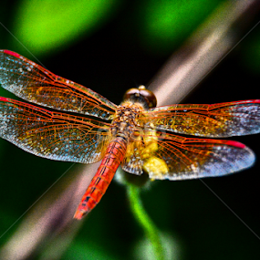THE DRAGONFLY by Ravi Kashyap - Animals Insects & Spiders