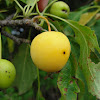 Wild Crabapple (yellow)