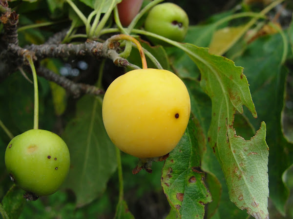 Wild Crabapple (yellow) | Project Noah