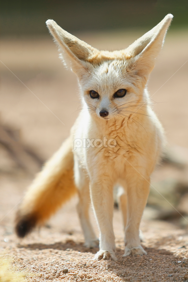 Fennec Fox by Ahmed El Hainouni - Animals Other