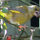 Greenfinch (Male)