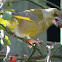 Greenfinch (Male)