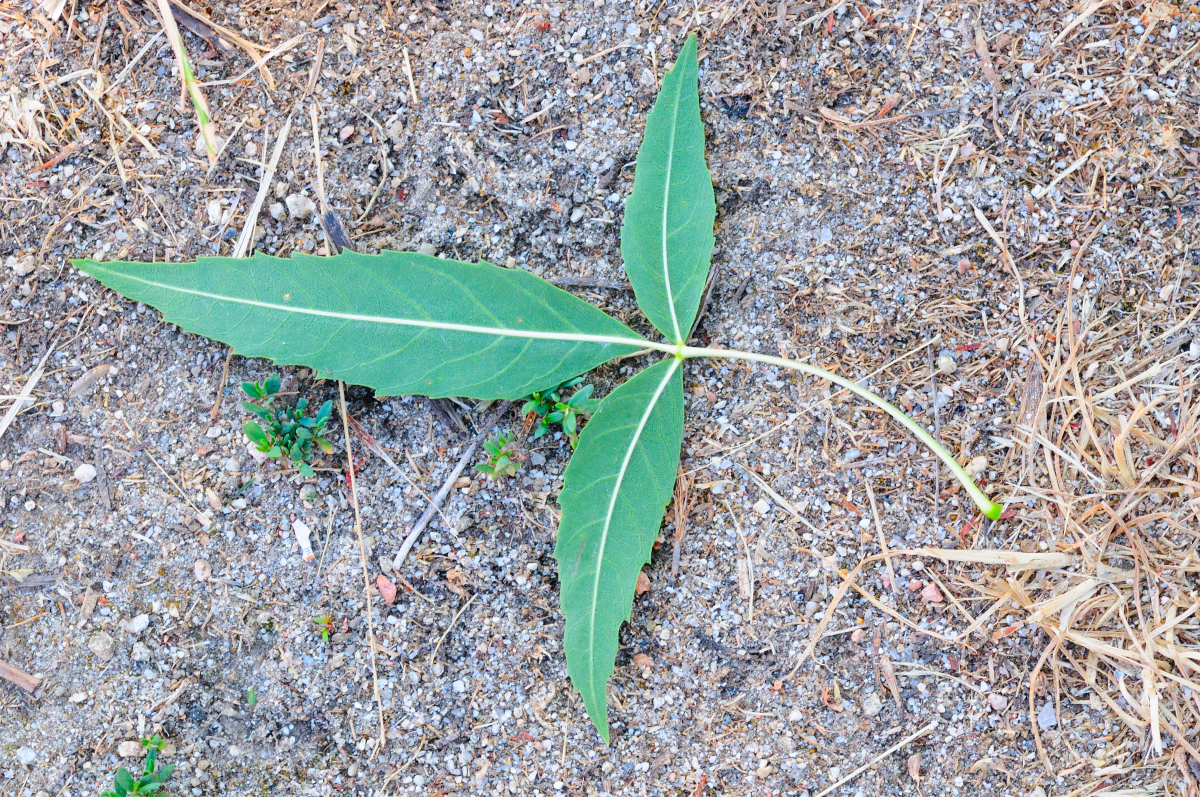 Narrow-leafed Ash, fresno de hoja estrecha