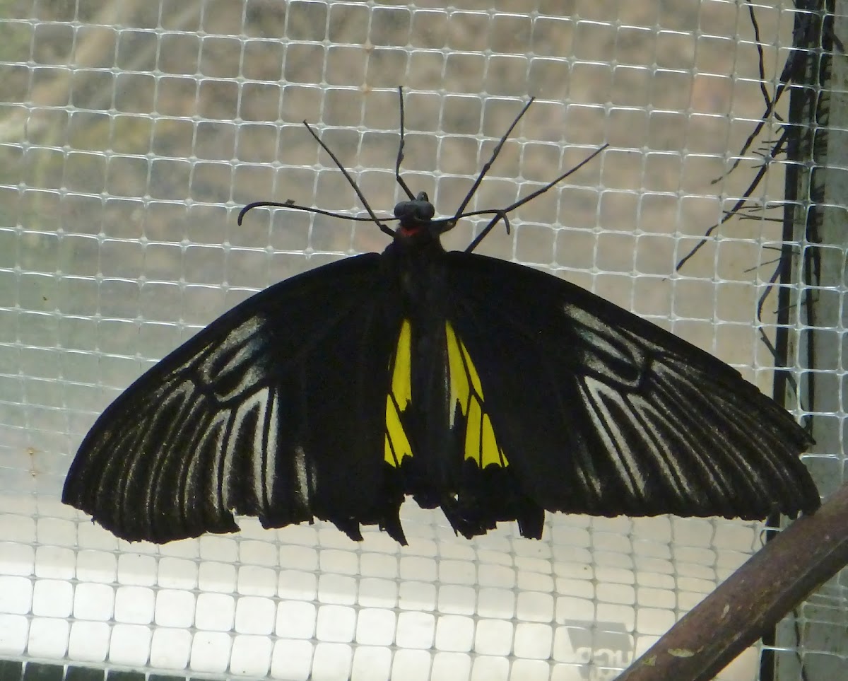 Common Birdwing (male)