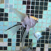 Halfblack Angelfish
