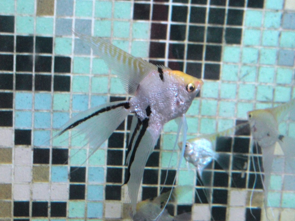 Halfblack Angelfish