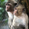 Crab-eating or Long-tailed Macaque