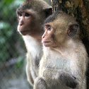 Crab-eating or Long-tailed Macaque
