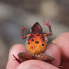 Orange-Bellied Leaf Toad
