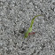 leaf cutter ant
