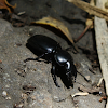 Escarabajo / Beetle
