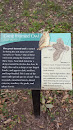 Carolyn H Wolff Park - Great Horned Owl