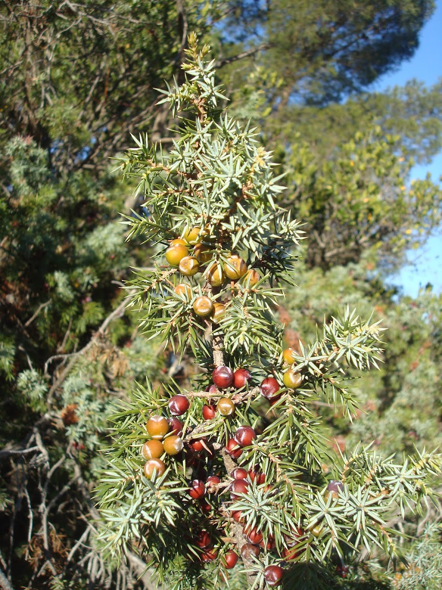 Sharp Cedar Berries / Bobice smrike