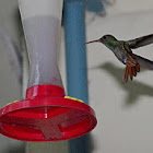 Rufous-tailed hummingbird