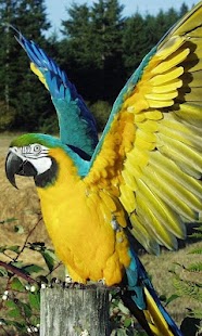 How to mod Parrot HD LWP Lite patch 1.0 apk for pc