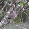 Laughing Dove